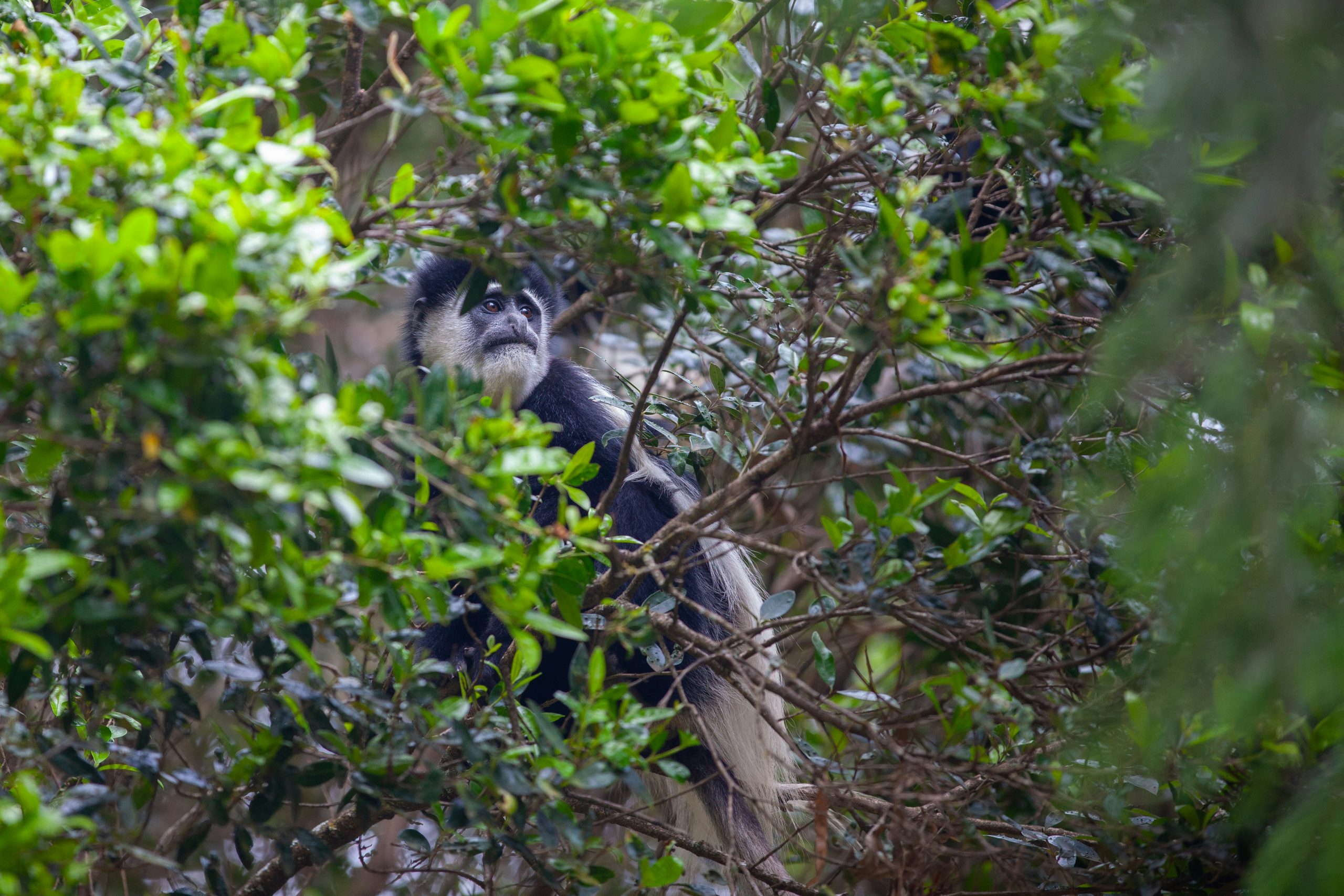 Colobus monkey in the rainforest