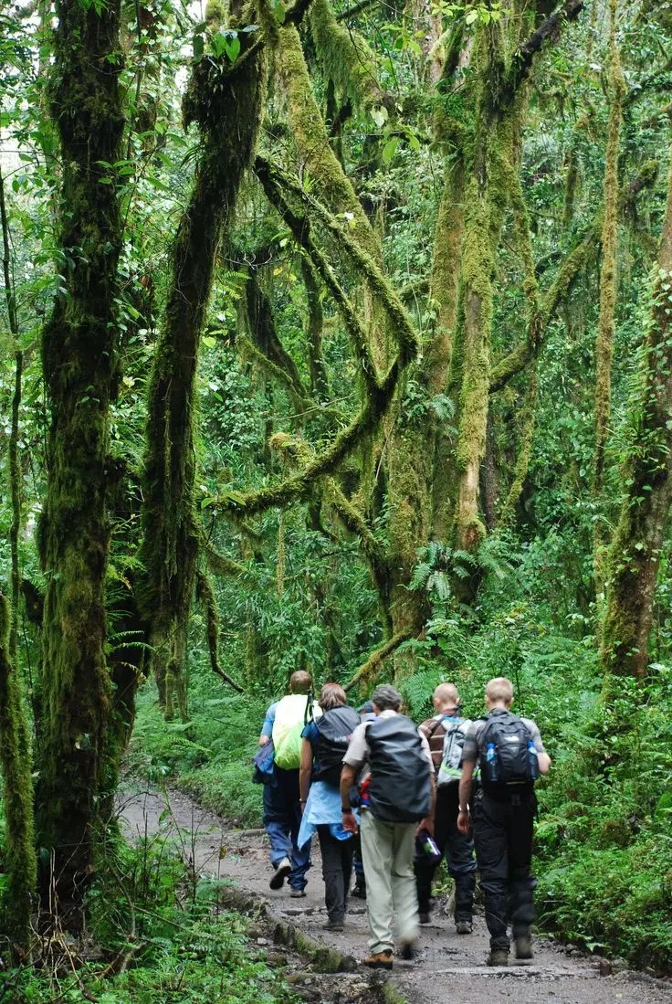 The path through the rainforest on the lower slopes